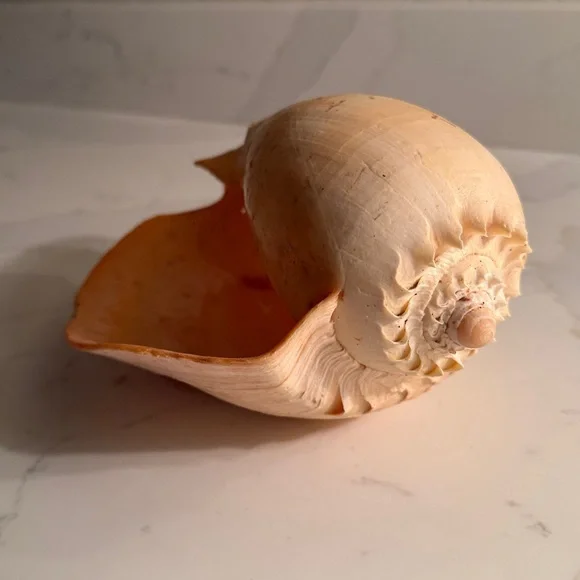 Natural Shell - Picture 7 of 8